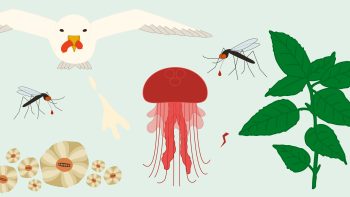 Illustrationer av sommarplågor: fiskmås, mygga, havstulpaner, brännmanet, brännässla.