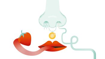 Illustrerad näsa med mun som slickar på en jordgubbe och har en näspiercing med nr 2. För att visualisera människans luktsinne.
