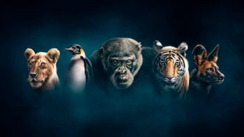 Porträtt på lejon, kungspingvin, gorilla, tiger och afrikansk vildhund för att illustrera antropomorfism.
